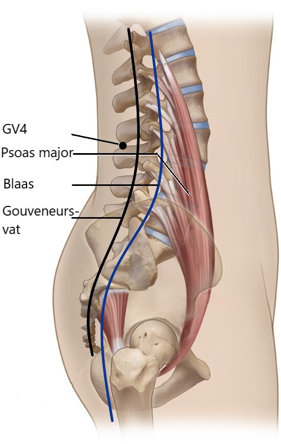 do-in-psoas-meridianen